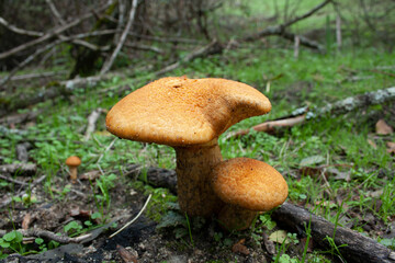 gymnopilus mushrooms and fungi after the first autumn rains