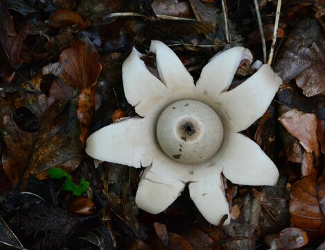 Closeup of Geastrum fimbriatum, commonly known as the fringed earthstar.