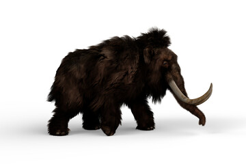Fototapeta premium 3D illustration of a Woolly Mammoth walking, the extinct relative of the modern Elephant isolated on a transparent background.