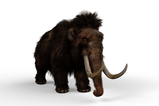 3D illustration of a Woolly Mammoth, the extinct relative of the modern Elephant isolated on a transparent background.