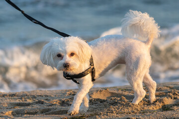 A maltese bichon on the sea sand