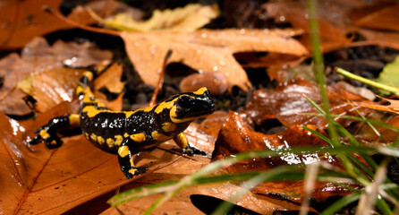 Fire salamander // Feuersalamander (Salamandra salamandra terrestris) - Wuppertal, Gernany