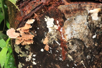 Mushrooms on a wood in the forest. Wild mushrooms on a tree stump. live by absorbing plant organic matter