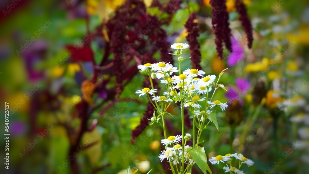 Poster flowers in the garden