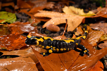 Fire salamander // Feuersalamander (Salamandra salamandra terrestris) - Wuppertal, Gernany