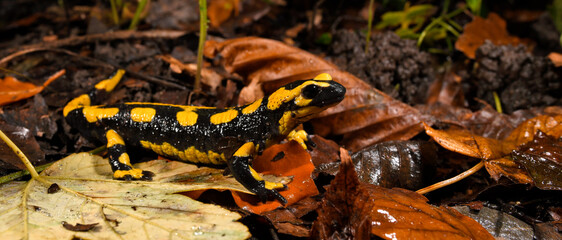Feuersalamander // Fire salamander (Salamandra salamandra terrestris) - Wuppertal, Gernany