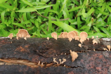 Mushrooms on a wood in the forest. Wild mushrooms on a tree stump. live by absorbing plant organic matter