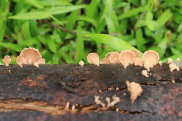 Mushrooms on a wood in the forest. Wild mushrooms on a tree stump. live by absorbing plant organic matter