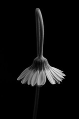 垂れたガーベラ　モノトーン