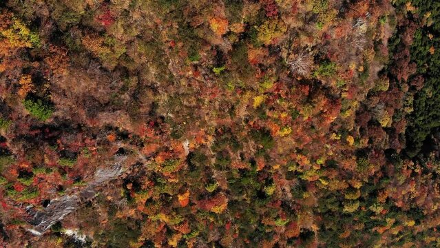 Rocky mountains covered with colorful trees. Vivid red and yellow foliage of deciduous trees at autumn time, mixed with green firs. Top-down aerial panning shot, beautiful nature of Nikko national par