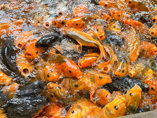 Obraz na płótnie Canvas a lot of Koi Carps Fish mixed with catfish swimming the pond. over population fish