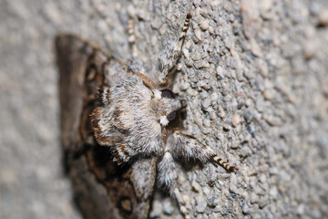 habrosyne pyritoides moth insect macro photo