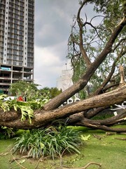 Fallen tree close with the building 