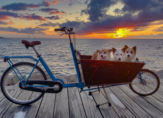 bicycle on the beach with dogs in it.  - 540725330
