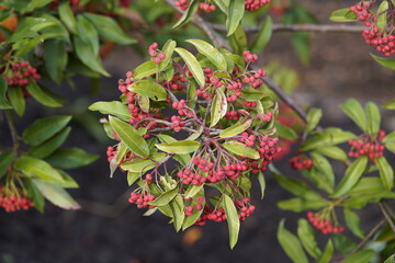 Obraz premium Stranvaesia davidiana berries, Rosaceae family. China.