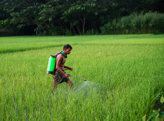 Naklejka na ściany i meble South asian farmer spraying insecticide in a green paddy field, hard working man 