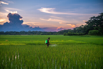 South asian farmer spraying insecticide in a green paddy field, middle aged man working hard at...