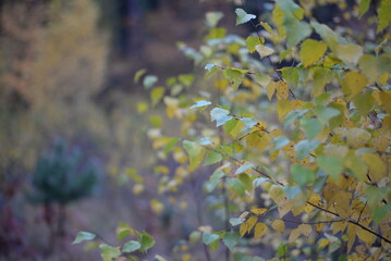 orange yellow green birch leaves close-up, birch branches, bright bokeh, blurred abstract background against the sky, coniferous autumn forest, pine tree trunks