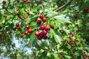 red berries in the garden on a green background closeup