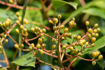 baies de photinia