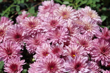 Chrysanthemums (mums or chrysanths) flowers in a garden