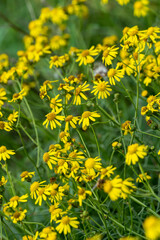 séneçon de Mazamet