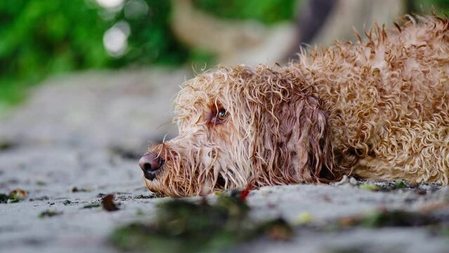 Tight shot of a Goldendoodle dog lying in the wet sand on a beach looking up