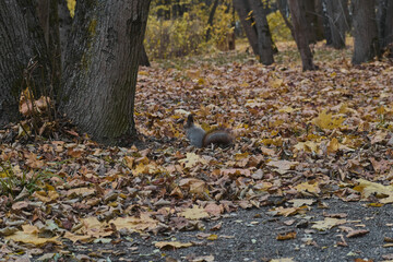 Squirrel in autumn park scene portrait