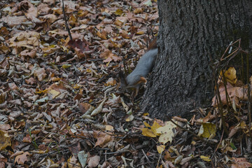 Squirrel in autumn park scene portrait
