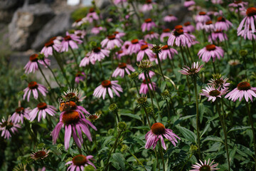 Fototapeta premium Meadow with lots of colorful flowers