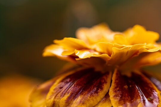 French marigold Tagetes patula close up, macro shot.