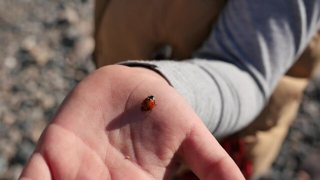 ladybug crawling on a child's hand close-up