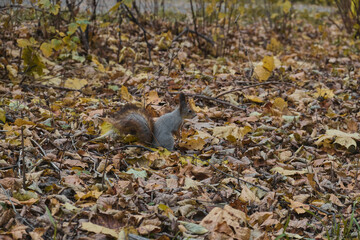 Squirrel in autumn park scene portrait
