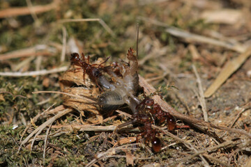 crematogaster scutellaris ant macro photo