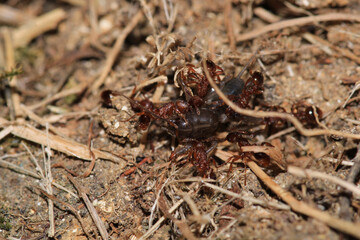 crematogaster scutellaris ant macro photo