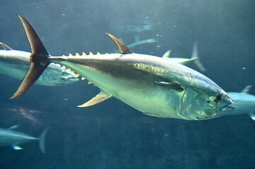 高速で水中を泳ぐクロマグロの群れ