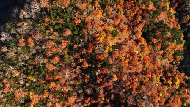Forested hills, bright autumn colors of foliage, aerial top-down spinning shot. Chugushi, Nikko national park area near with Lake Chuzenji. Some trees are already standing leafless