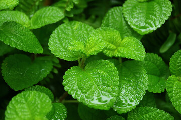 Fototapeta na wymiar Closeup of vivid green mint leaves after the rain