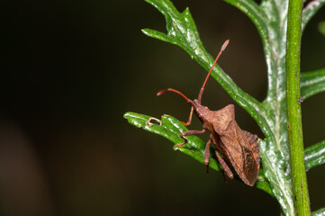 Coreus marginatus - Dock Bug - Corée marginée