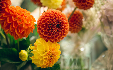 Orange and yellow dahlias flowers on a blurred background, soft focus.