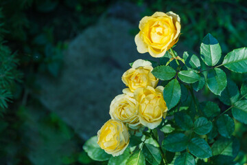eautiful bright yellow roses with green leaves in sunshine on blurred green background. Selective focus. Lyric motif for design. There is a place for text