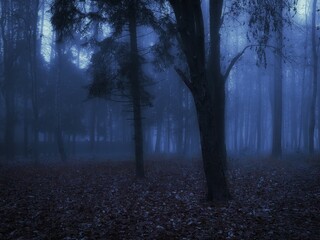 Spooky dead forest. Twilight in the woods. Dark autumn forest in blue colours. 