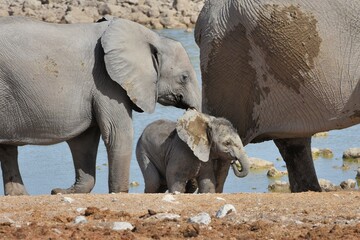 Fototapeta premium Elefantenbaby mit Muttertier am Wasserloch Okaukuejo im Etosha Nationalpark in Namibia. 