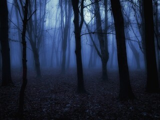 Spooky dead forest. Twilight in the woods. Dark autumn forest in blue colours. 