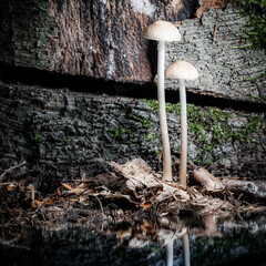 mushrooms in the forest