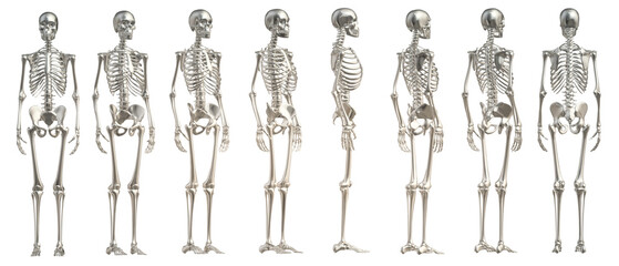 skull skeleton death, human, halloween