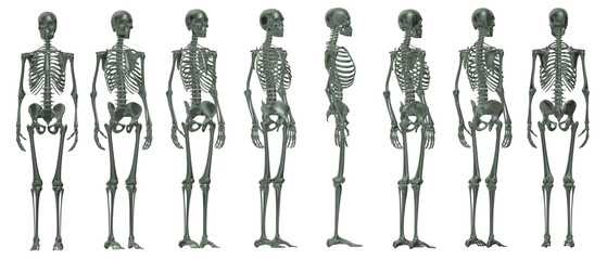 skull skeleton death, human, halloween