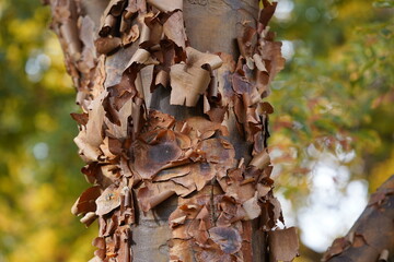 Acer griseum, the paperbark maple or blood-bark maple, is a species of flowering plant in the family Sapindaceae, native to central China. 