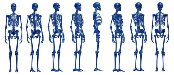 skull skeleton death, human, halloween