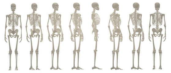 skull skeleton death, human, halloween